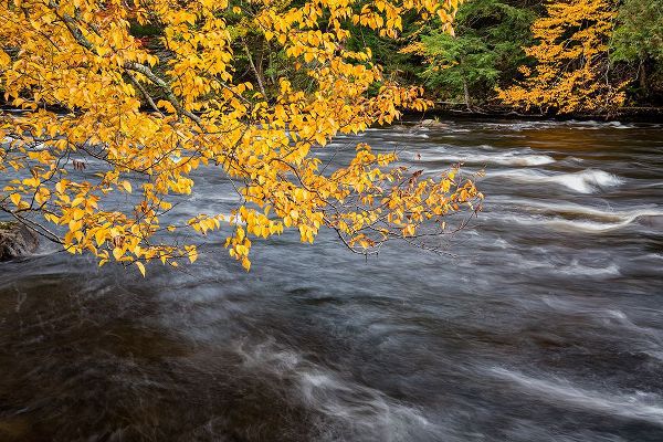 Collins, Ann 아티스트의 USA-New York-Adirondacks Long Lake-yellow foliage along the Raquette River at Forked Lake작품입니다.
